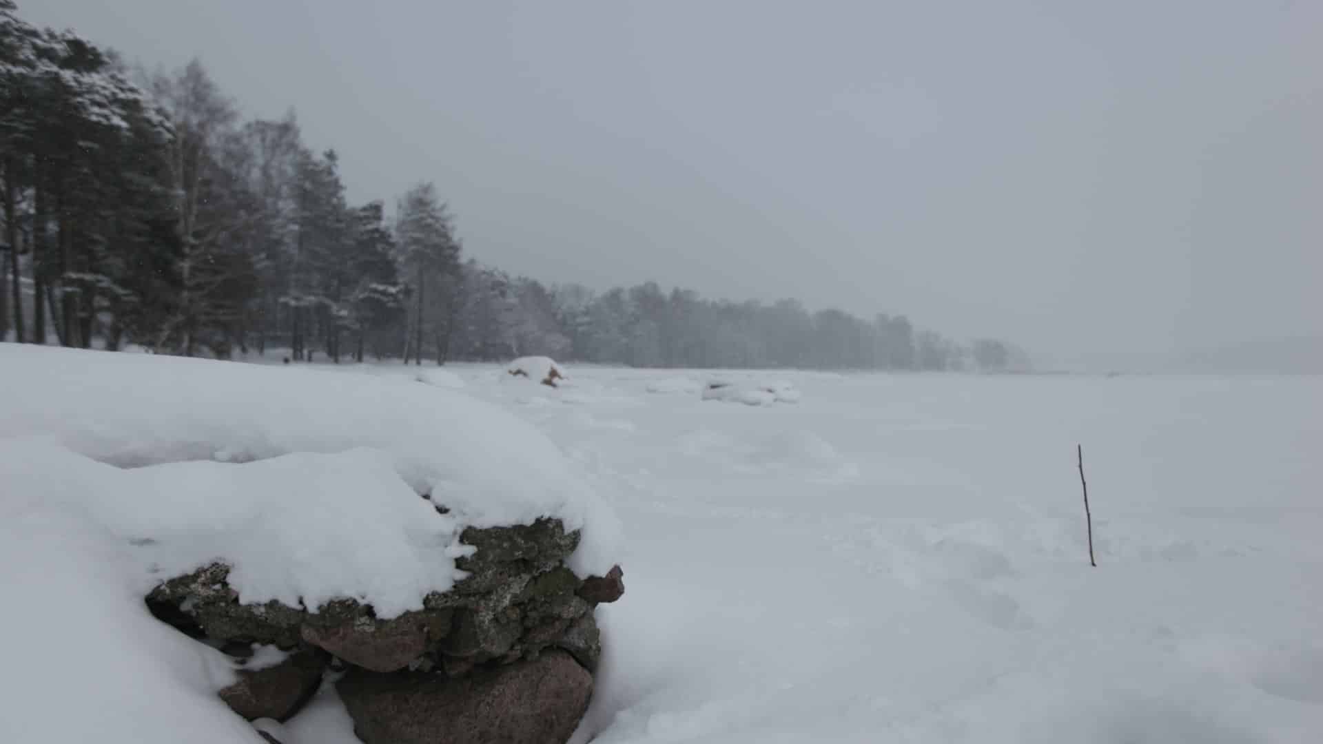 Kivi metsänrajassa